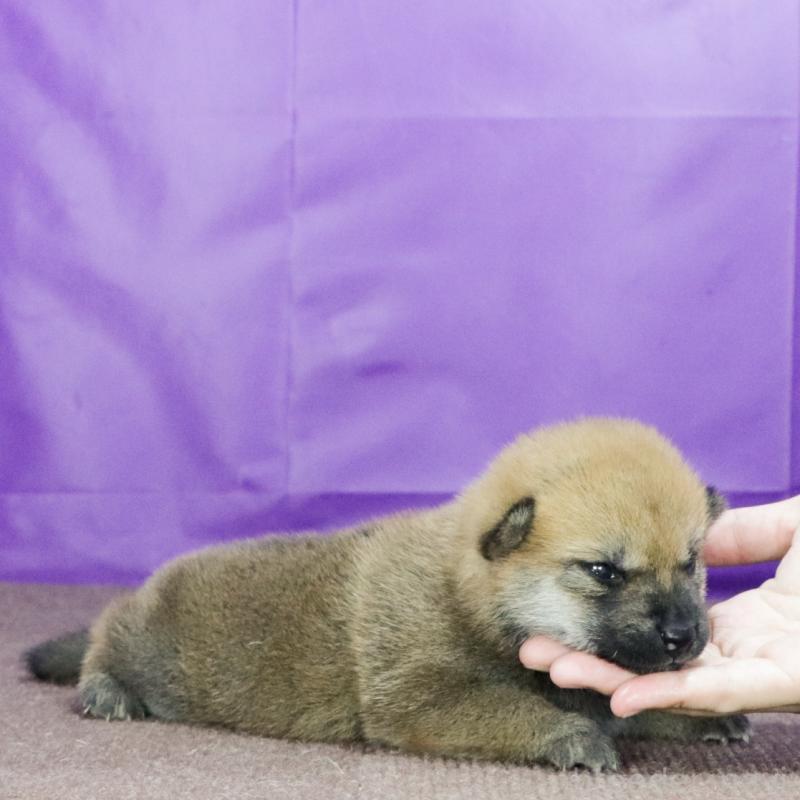 販売中の愛知県の柴犬-408406の3枚目