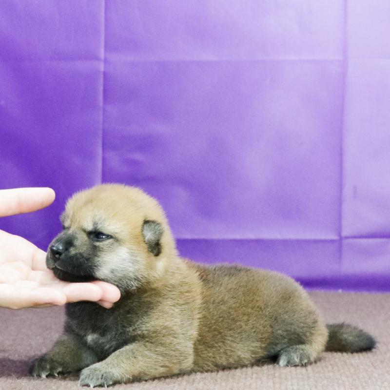 販売中の愛知県の柴犬-408406の2枚目