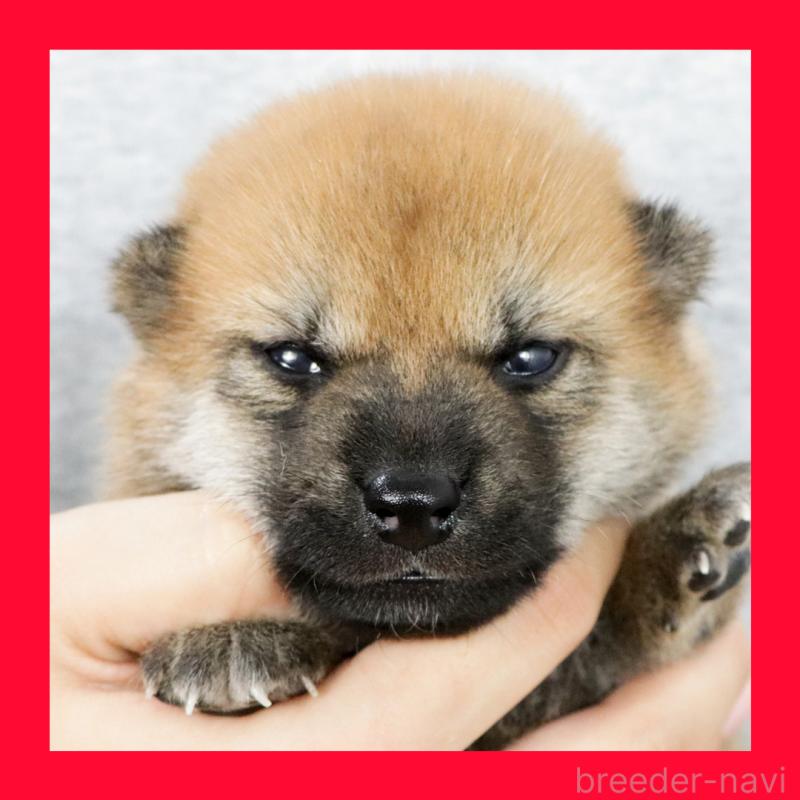 販売中の愛知県の柴犬-408406の1枚目