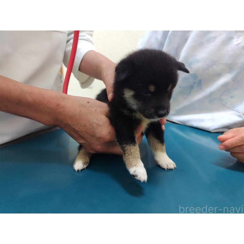 販売中の大阪府の柴犬-406923の5枚目