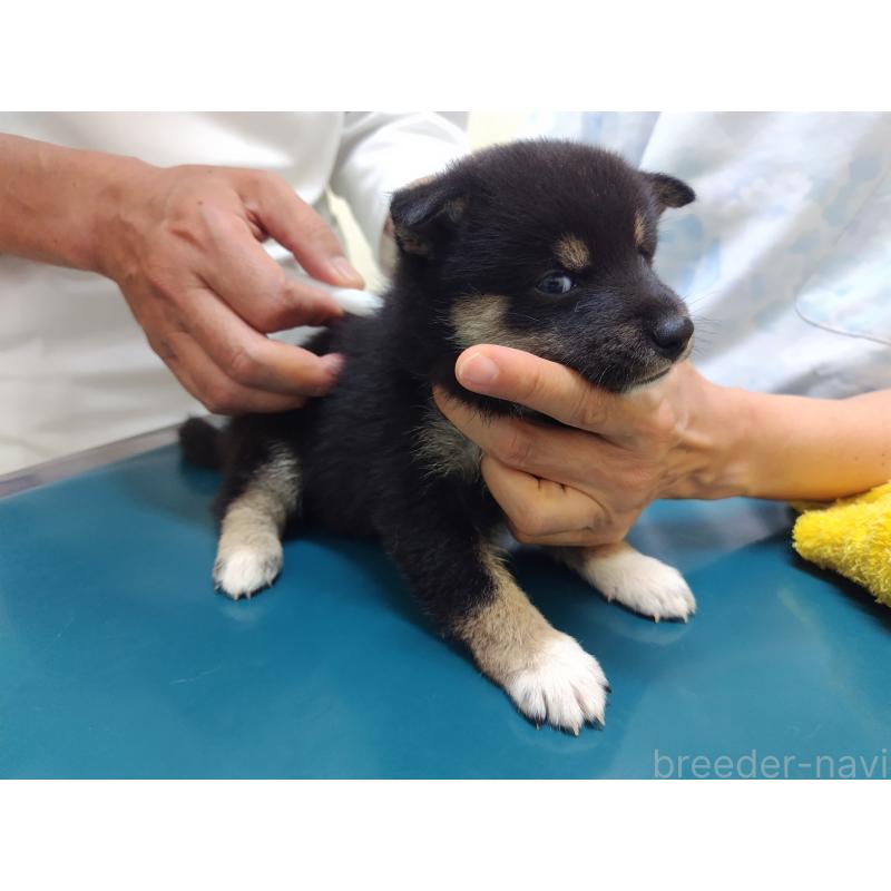 販売中の大阪府の柴犬-406923の4枚目