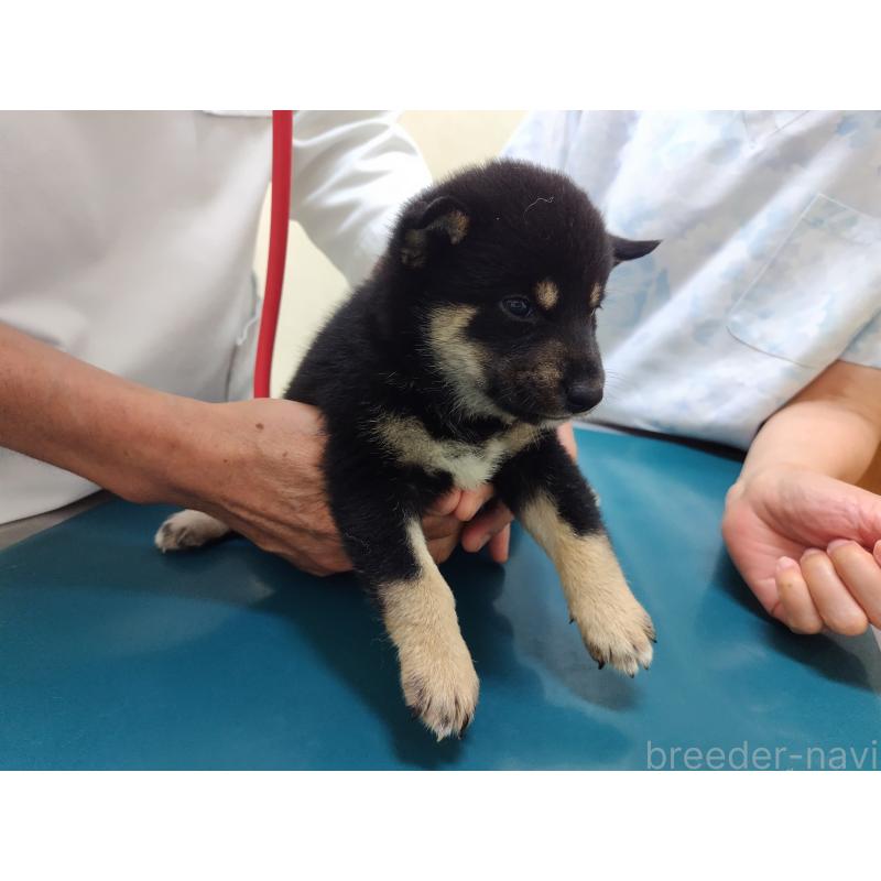 商談中の大阪府の柴犬-406926の5枚目