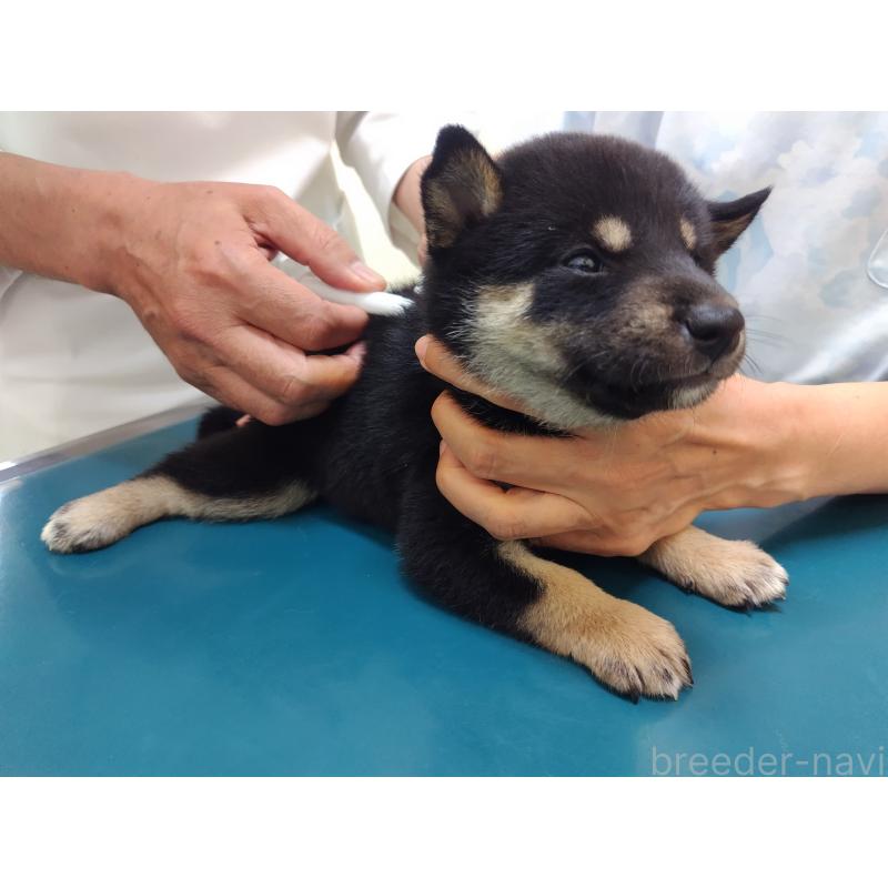 商談中の大阪府の柴犬-406926の4枚目