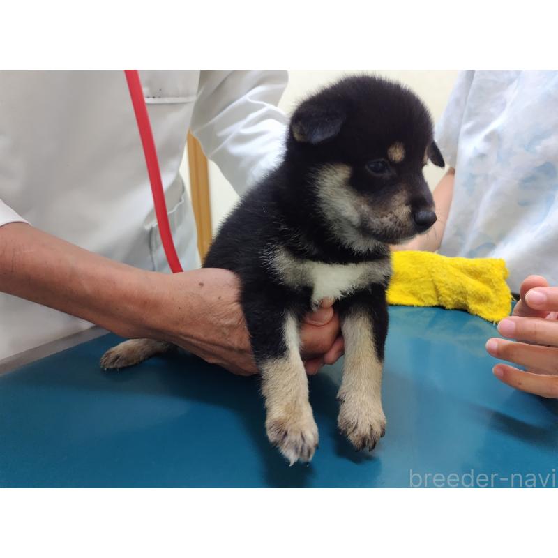 商談中の大阪府の柴犬-406928の6枚目