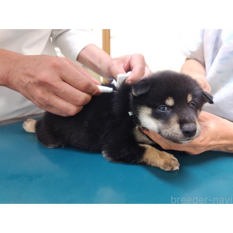 商談中の大阪府の柴犬-406928の5枚目
