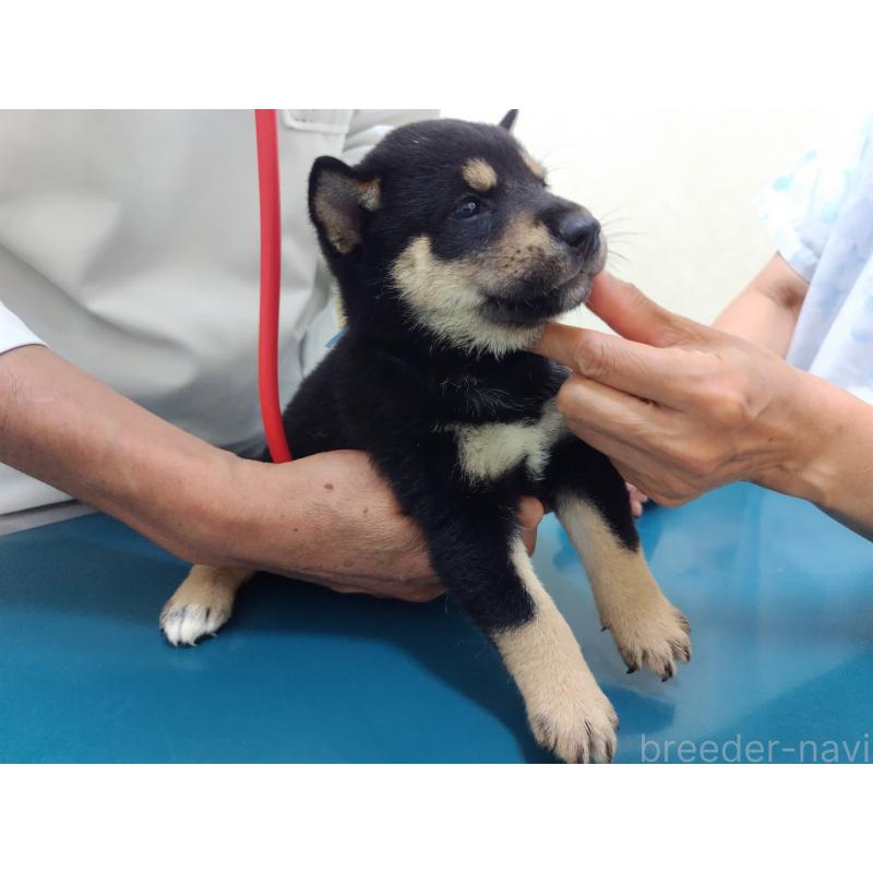 販売中の大阪府の柴犬-406929の6枚目