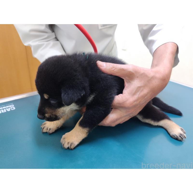 成約済の大阪府の柴犬-406931の8枚目