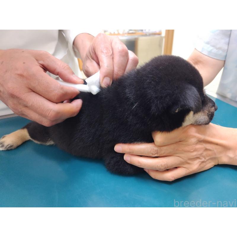 成約済の大阪府の柴犬-406931の7枚目