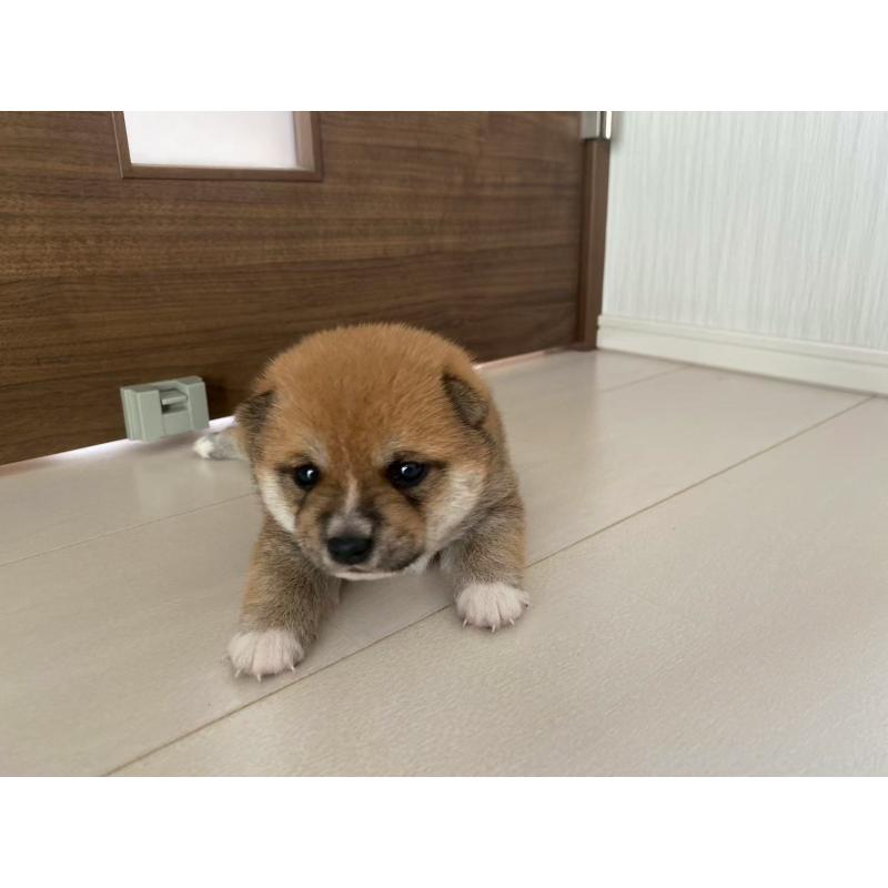 販売中の茨城県の豆柴-408417の3枚目