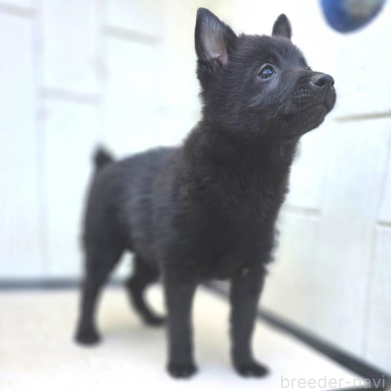 販売中の茨城県のスキッパーキ-400837の10枚目