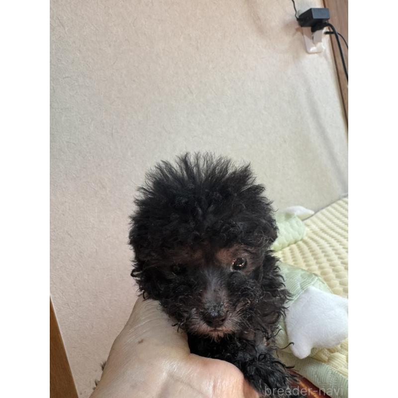 成約済の徳島県のタイニープードル-405432の2枚目