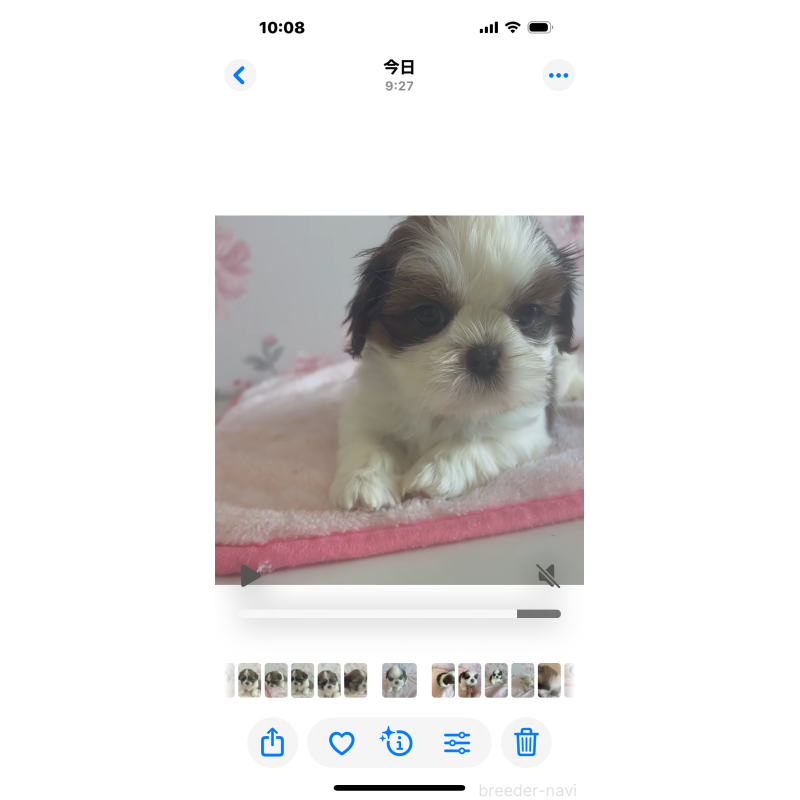販売中の岐阜県のシーズー-408475の4枚目