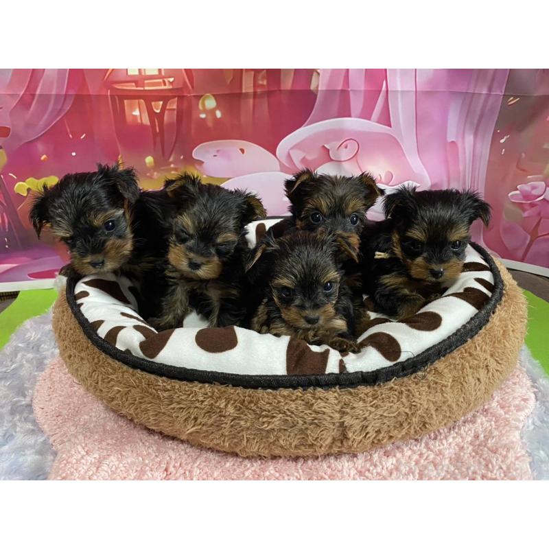 販売中の神奈川県のヨークシャーテリア-408505の2枚目