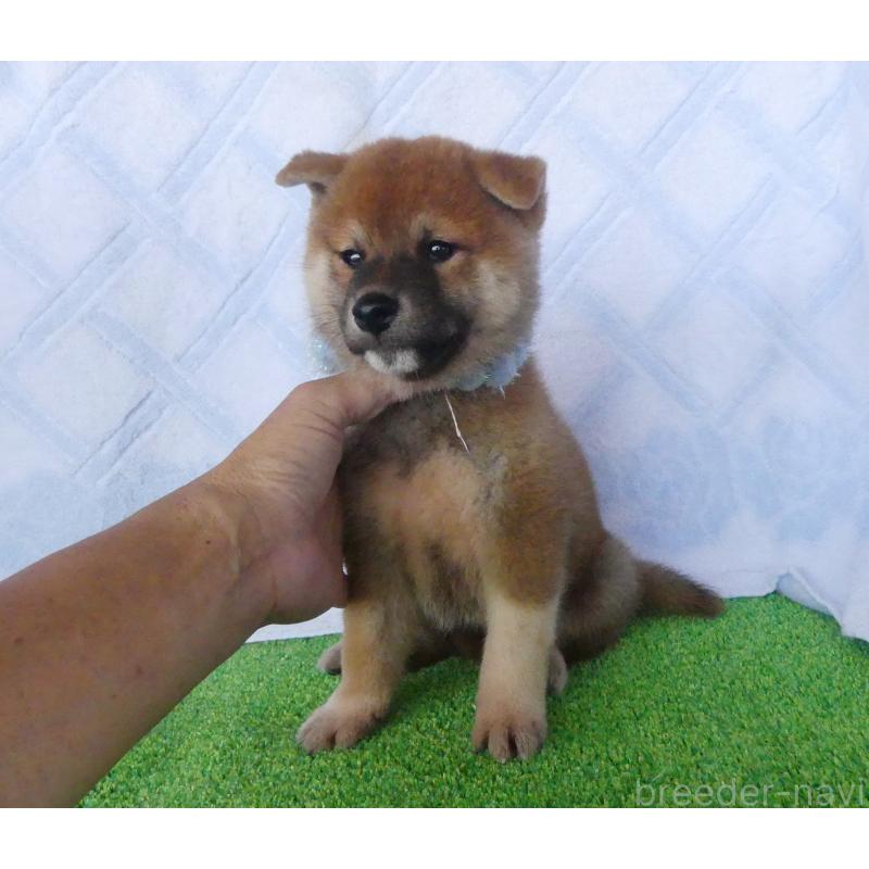 成約済の静岡県の柴犬-406031の4枚目