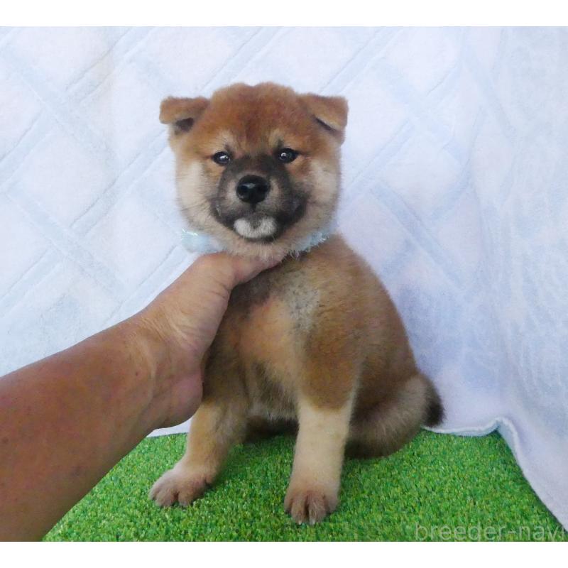 成約済の静岡県の柴犬-406031の3枚目
