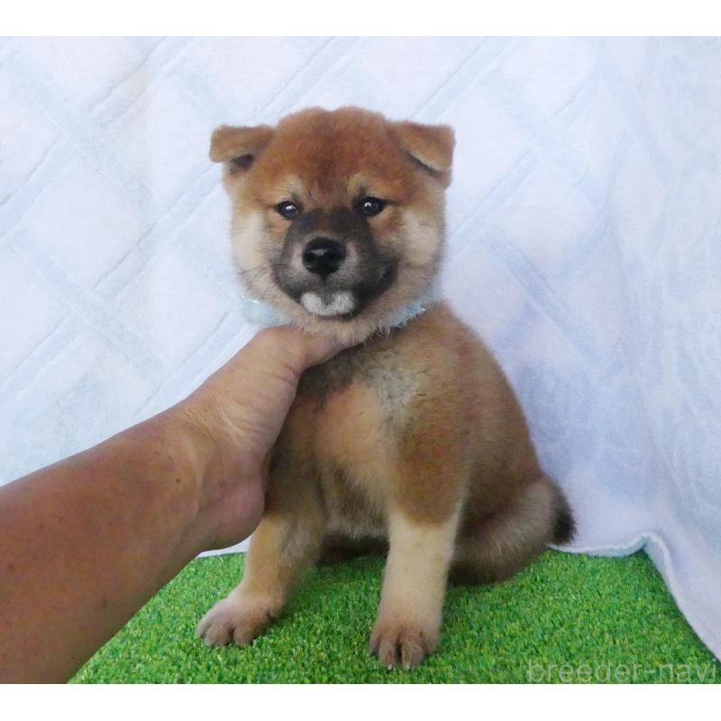 成約済の静岡県の柴犬-406031の2枚目