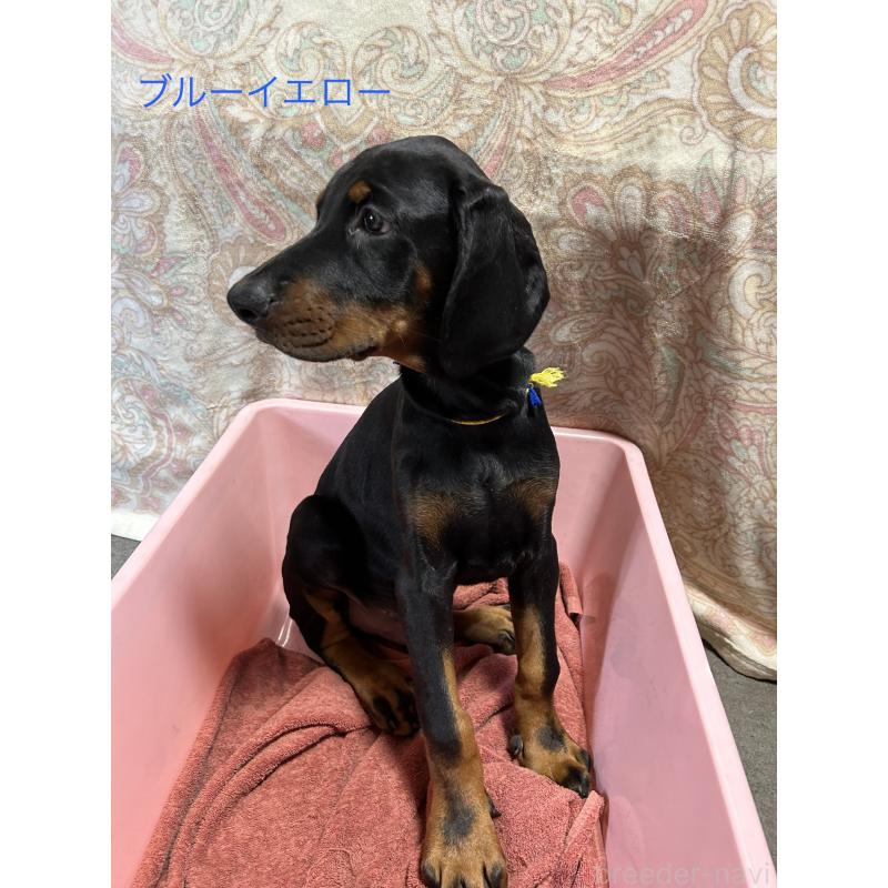 成約済の青森県のドーベルマン-397685の2枚目