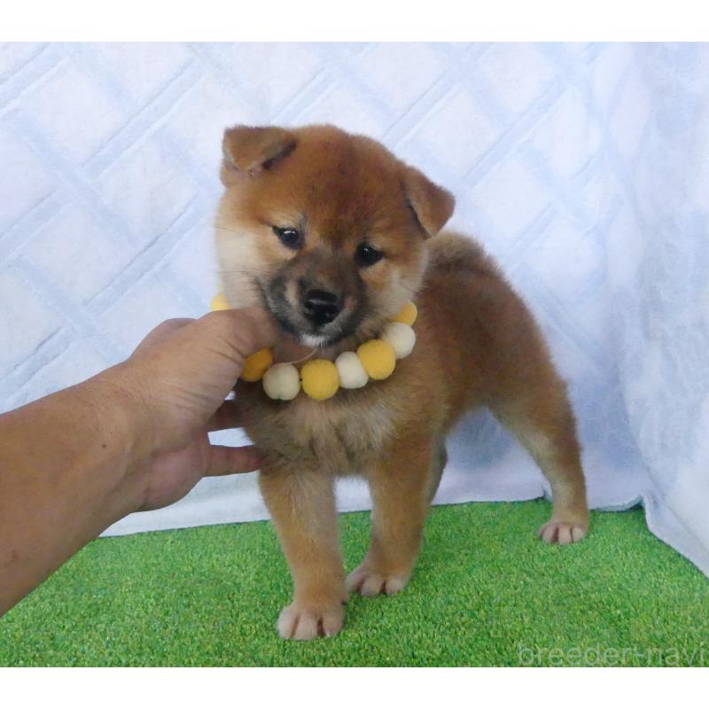 成約済の静岡県の柴犬-406030の4枚目