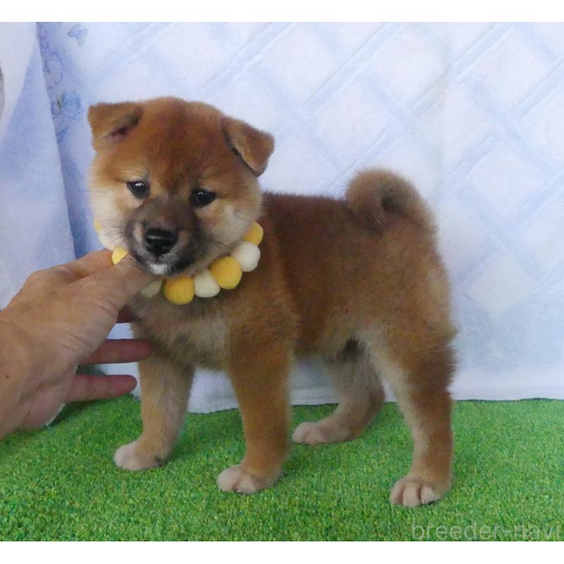 成約済の静岡県の柴犬-406030の3枚目