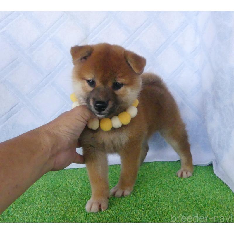 成約済の静岡県の柴犬-406030の2枚目