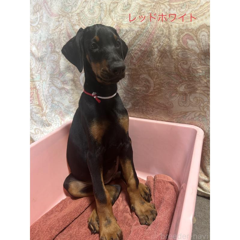 成約済の青森県のドーベルマン-397687の2枚目