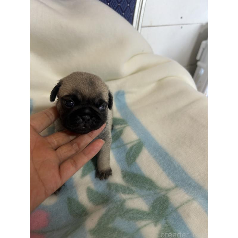 販売中の愛知県のパグ-408517の3枚目