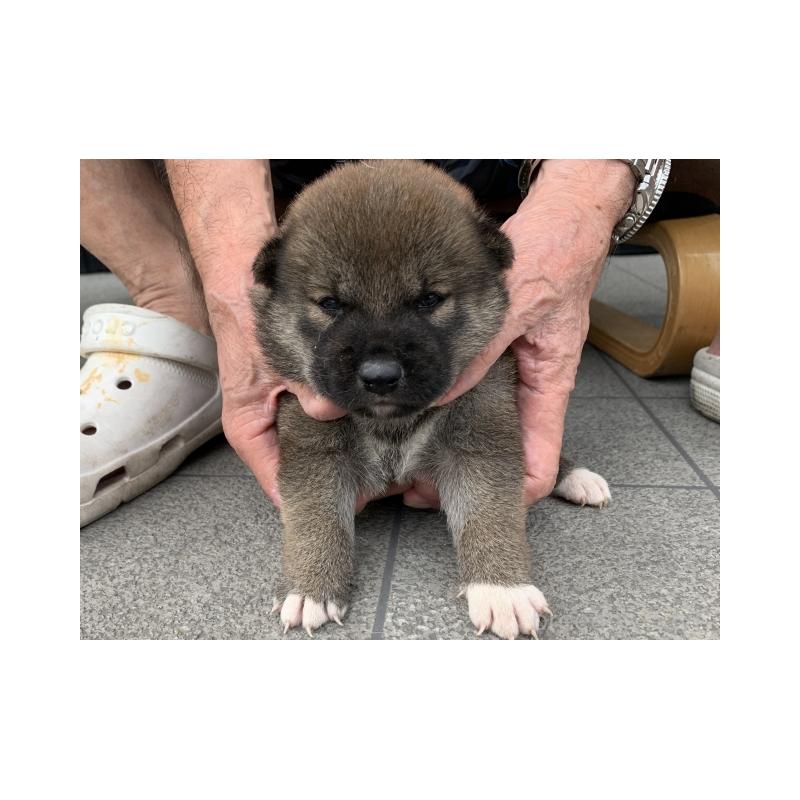 販売中の長崎県の柴犬-408534の4枚目