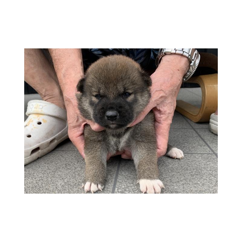 販売中の長崎県の柴犬-408534の3枚目