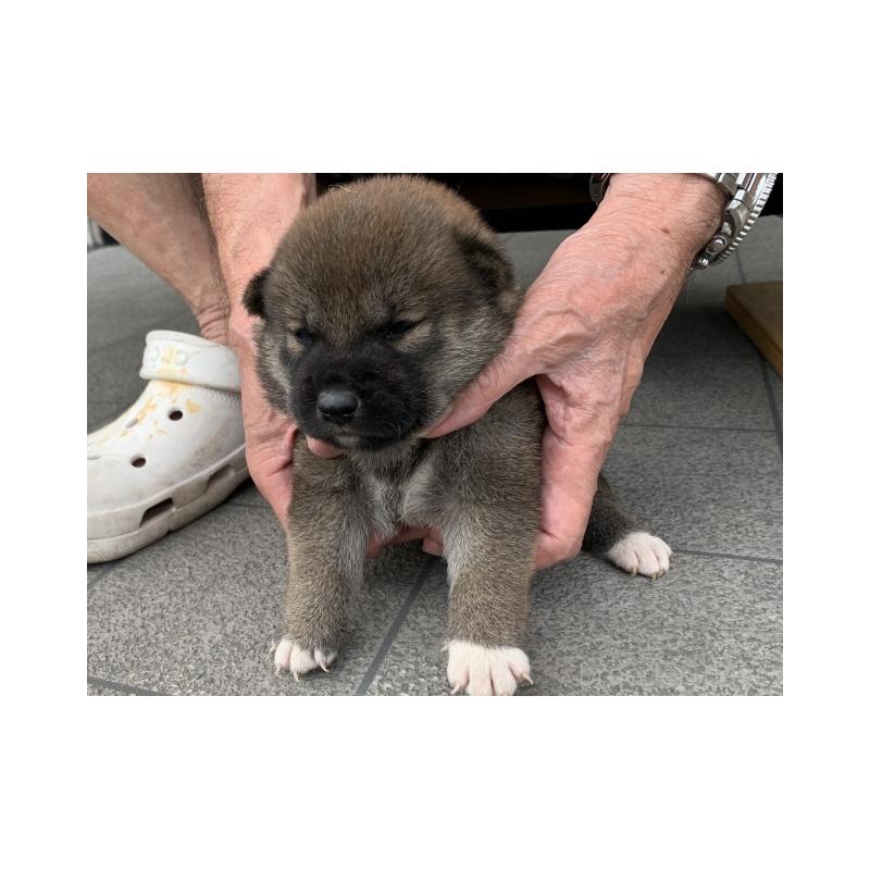 販売中の長崎県の柴犬-408534の2枚目