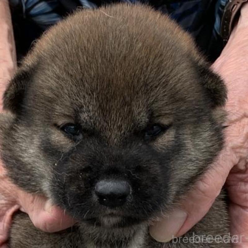 販売中の長崎県の柴犬-408534