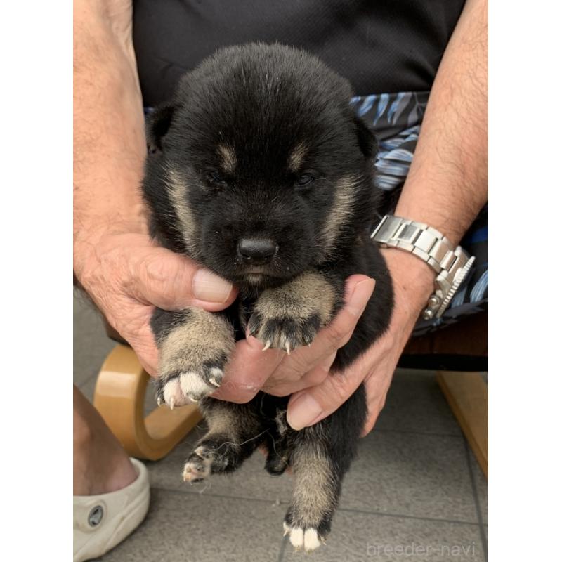 販売中の長崎県の柴犬-408536の5枚目