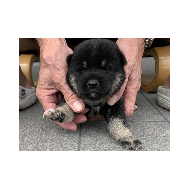 販売中の長崎県の柴犬-408536の4枚目
