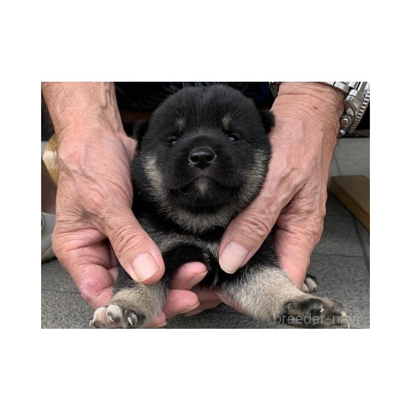 販売中の長崎県の柴犬-408536の3枚目