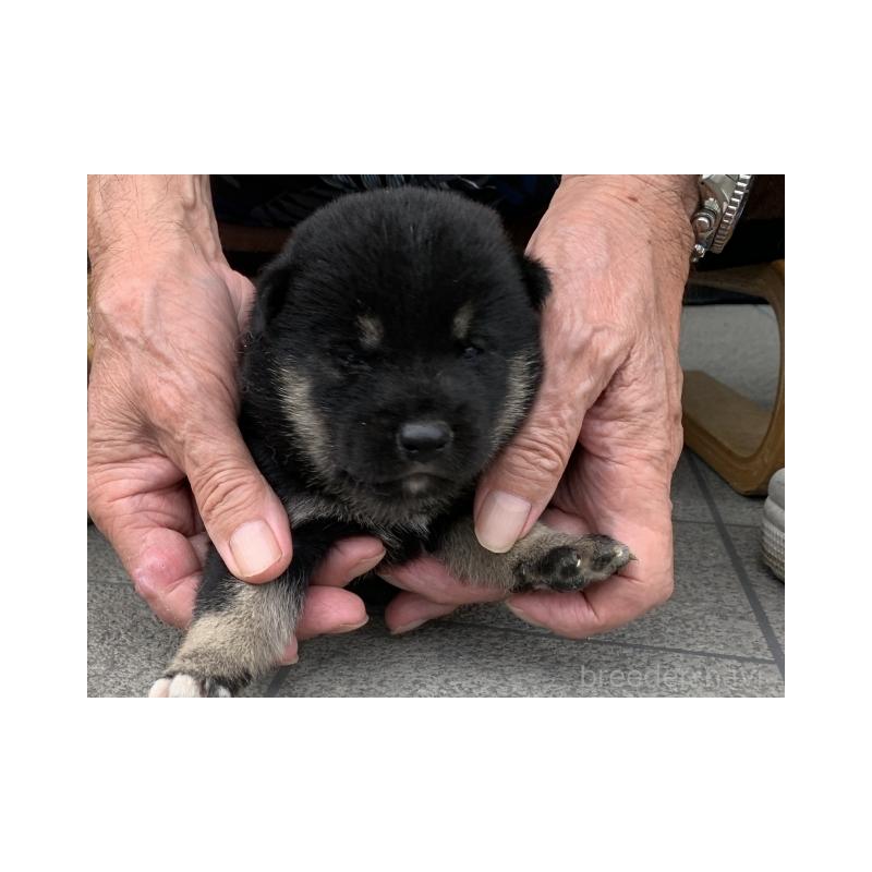 販売中の長崎県の柴犬-408536の2枚目