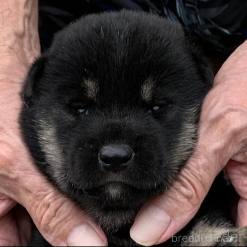 販売中の長崎県の柴犬-408536の1枚目