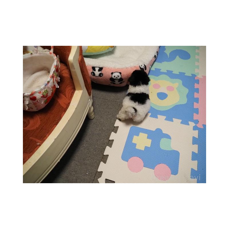 販売中の奈良県のトイプードル-408555の4枚目
