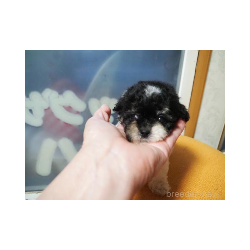 販売中の奈良県のトイプードル-408555の3枚目