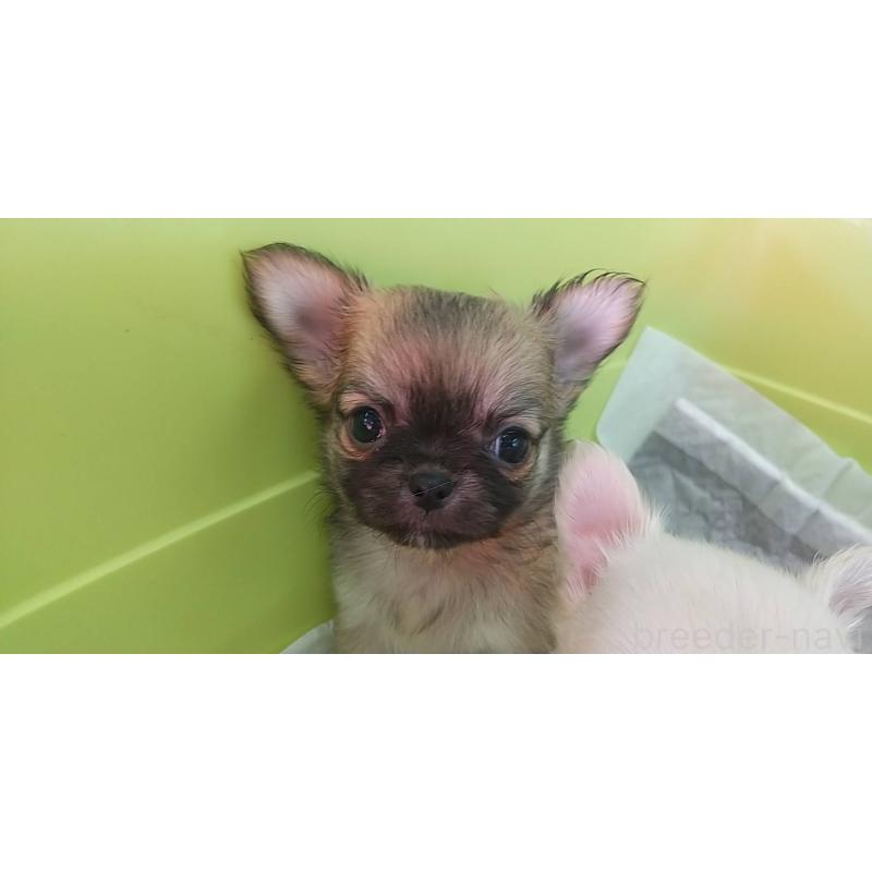販売中の愛知県のチワワ(ロングコート)-400705