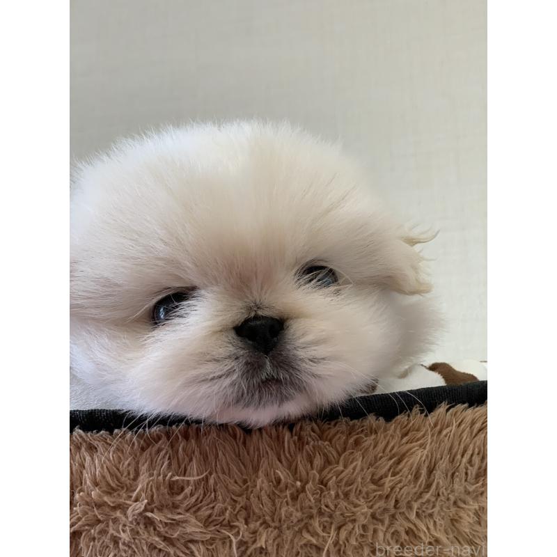 成約済の大分県のペキニーズ-405872の17枚目