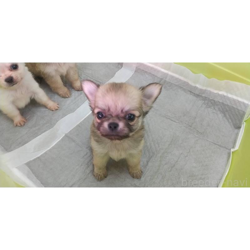 販売中の愛知県のチワワ(ロングコート)-400710