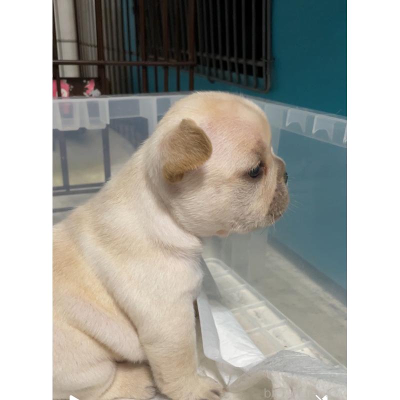 販売中の山口県のフレンチブルドッグ-408566の4枚目