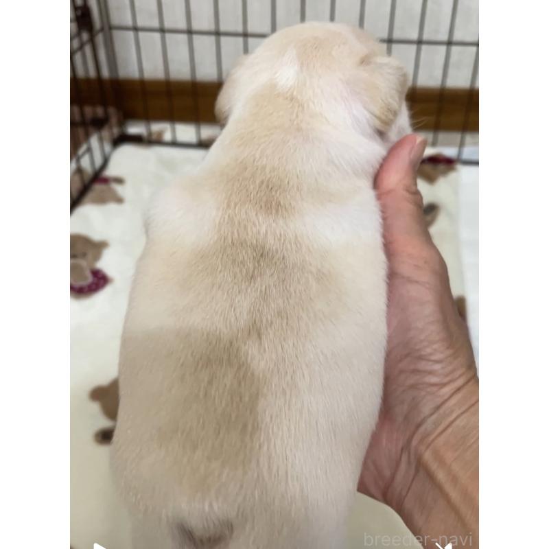 販売中の山口県のフレンチブルドッグ-408566の3枚目