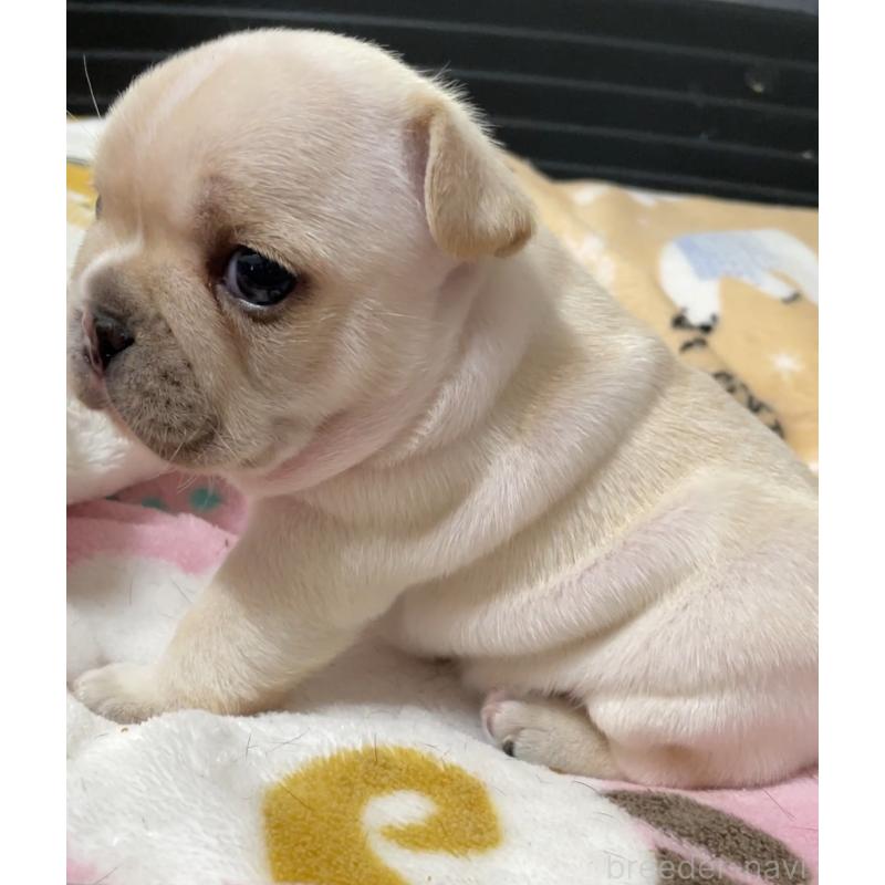 販売中の山口県のフレンチブルドッグ-408568の6枚目