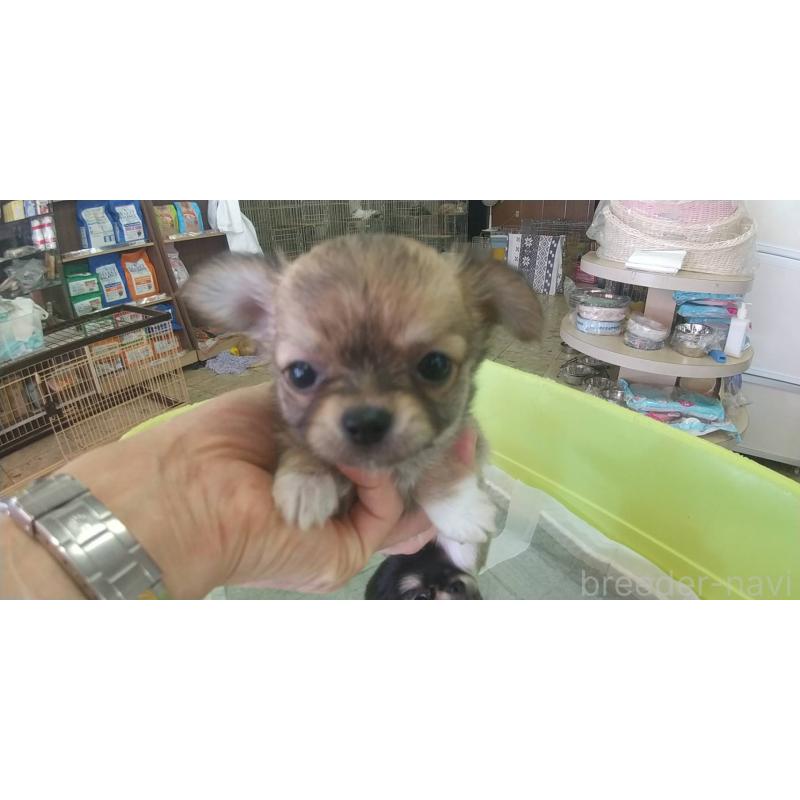 販売中の愛知県のチワワ(ロングコート)-400718