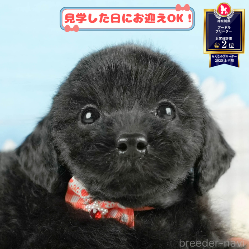 販売中の神奈川県のトイプードル-406498