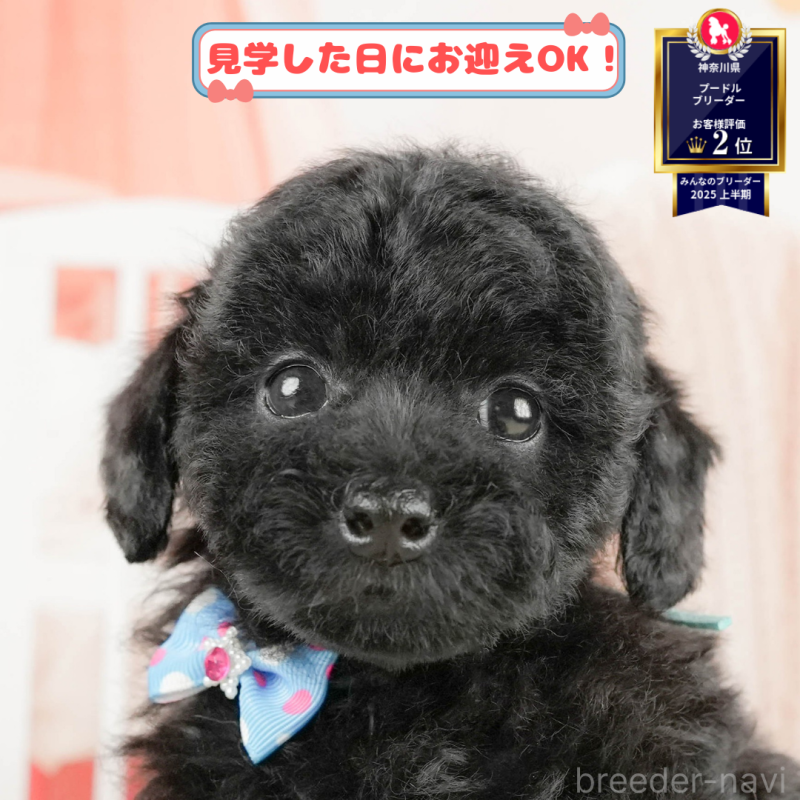 販売中の神奈川県のトイプードル-406912
