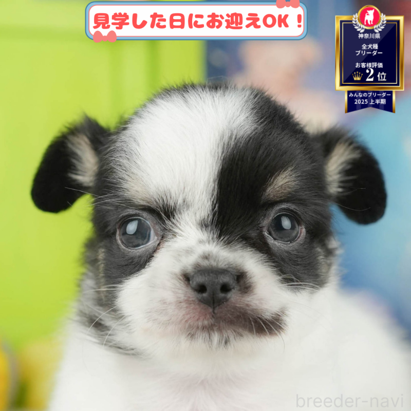 販売中の神奈川県のチワワ(ロングコート)-406910