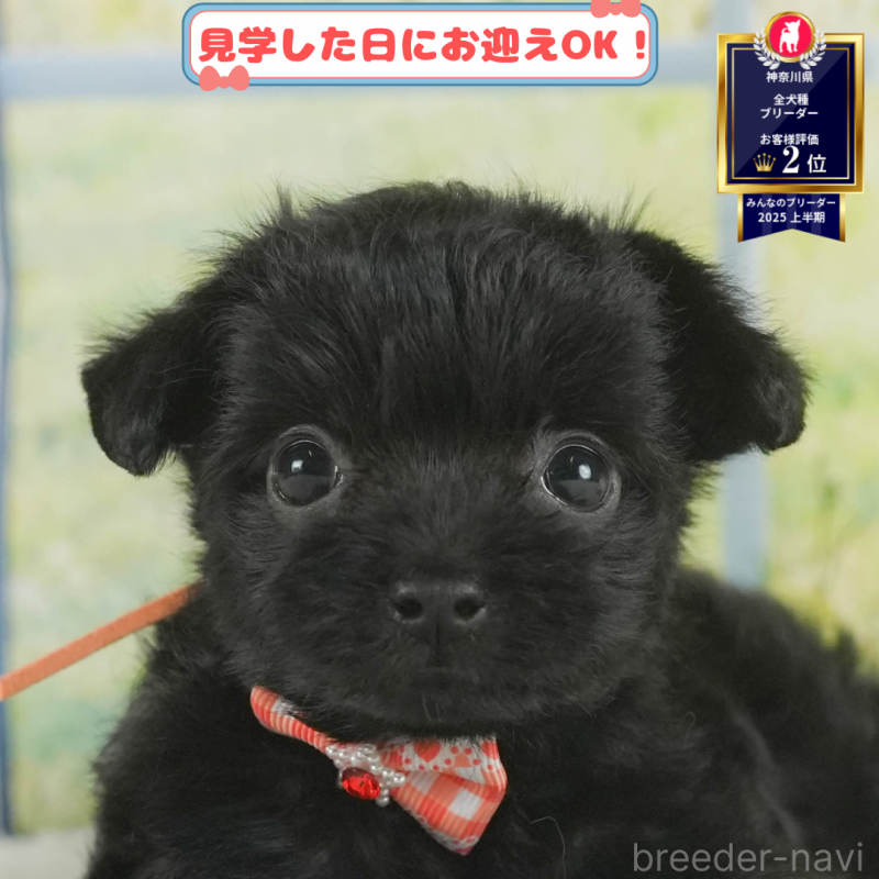 販売中の神奈川県のチワプー:チワワ×トイプードル-406905