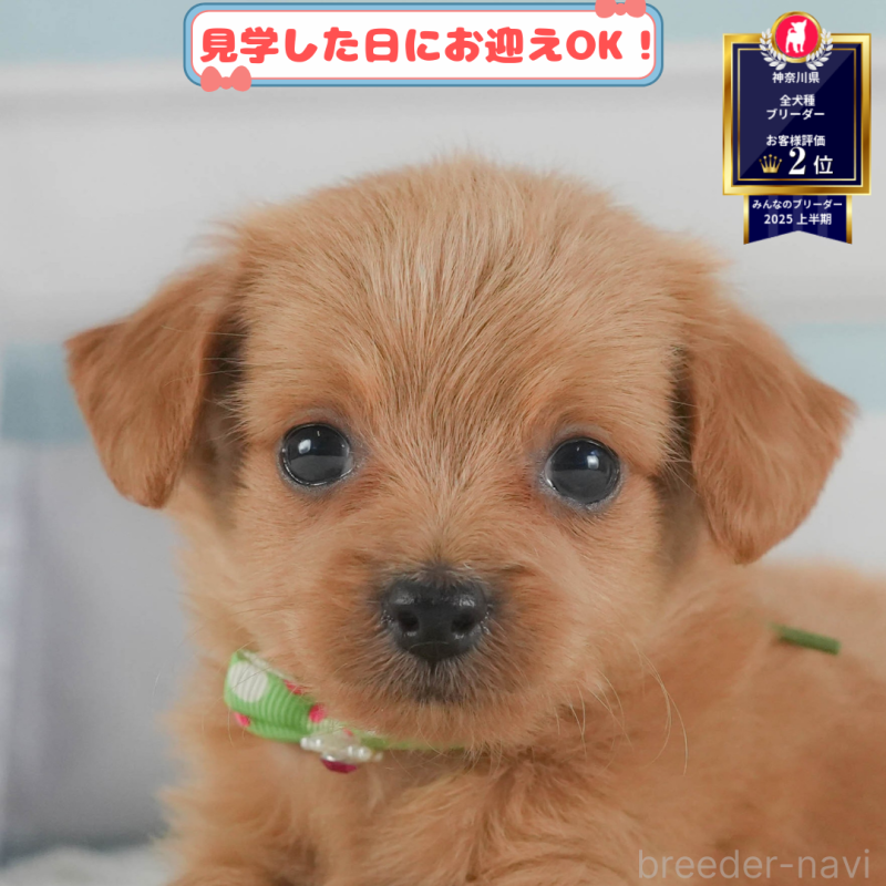 販売中の神奈川県のチワプー:チワワ×トイプードル-406904