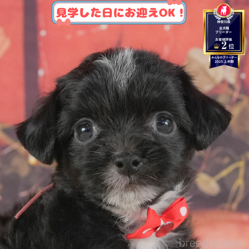 販売中の神奈川県のチワプー:チワワ×トイプードル-406899